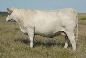 n M6 Ms New Germaine 484 P, F1202316 Sold for $36,000 in the M6 Ranch Dispersal and one flush sold for $10,000.