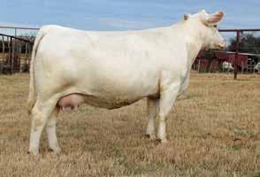 n RR Stella ET, EF1226751 2017 National Western Stock Show Reserve Grand Champion Female, daughter of M&M Outsider 4003, the sire