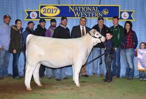 n WC Brenda 5527 P, F1216350 2016-17 #5 Show Heifer of the Year, daughter of LT Rushmore out of the famous Wright WC Brenda