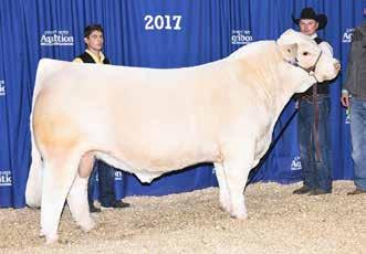 n Sired by the renowned M6 New Standard 842 and out of the extremely popular M6 Ms 761 Nancy 6100 she pulls together one of the strongest sets of EPDs in the breed.