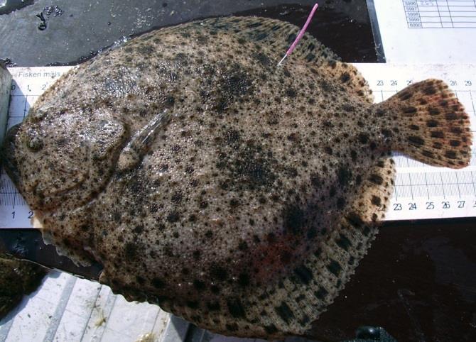 English name: Turbot Scientific name: Taxonomical group: Class: Actinopterygii Species authority: Linnaeus, 1758 Order: Pleuronectiformes Family: Scopthalmidae Subspecies, Variations, Synonyms:
