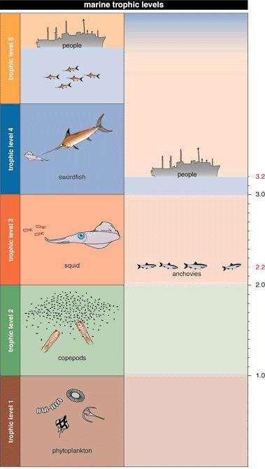 Fisheries target the largest fish In a population In an ecosystem Fishing down the food web hypothesis Pauly