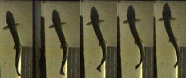 Fig. 6. Five original images of Pangasius sanitwongsei by L=9cm at t=0.02s. Undulatory movement of caudal fin has been presented. Half of wavelength has been represented at 80msec. Fig. 7.