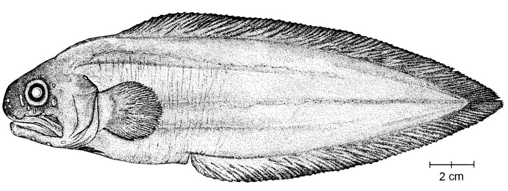 of eye; upper jaw ends just behind eye; no opercular spine;some jaw teeth enlarged, palatines edentate; developed rakers on anterior gill arch 3 or 4; pectoral-fin rays 21 to 23; pelvic fins with 1