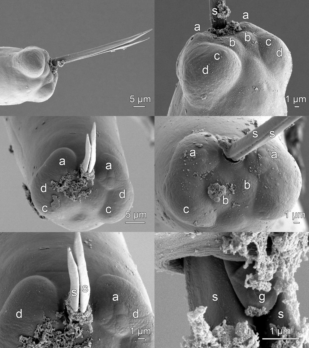 head of print online version Moravec and Manoharan: Philometrids from India C D F Fig. 4. Philometra sphyraenae sp. n., scanning electron micrographs of male.