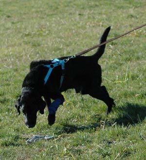 has instructors who can service all levels of tracking from the novice to the advanced tracker. Our classes are structured to teach dogs and their humans to track for an AKC tracking test.