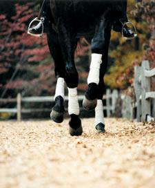 Cover Your Hoof Print... The Cover Your Hoof Print program recognizes that horses are a valuable partner to the IEA.