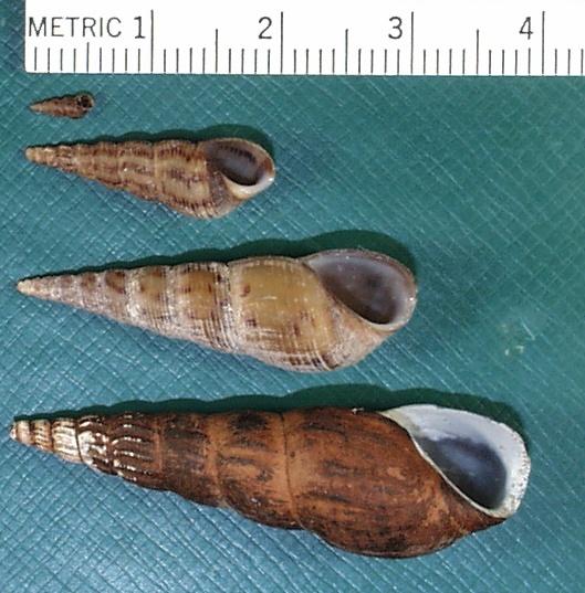3.2.16 Centrocestiasis (gill trematode disease) - 2 Figure 1. Red-rimmed melania (Melanoides tuberculata); snail vector of the gill trematode (Centrocestus formosanus).