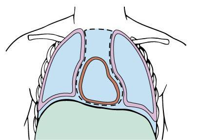 Movement of air - pressures elastic structure naturally collapsing walls lungs are floating in the cage, surrounded by pleural fluid