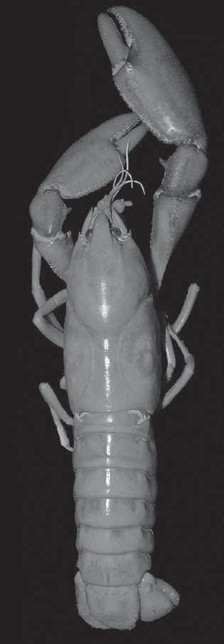 102 Lukhaup & Pekny. Cherax (Cherax) holthuisi. Zool. Med. Leiden 80 (2006) Description of male holotype. Rostrum about 1.