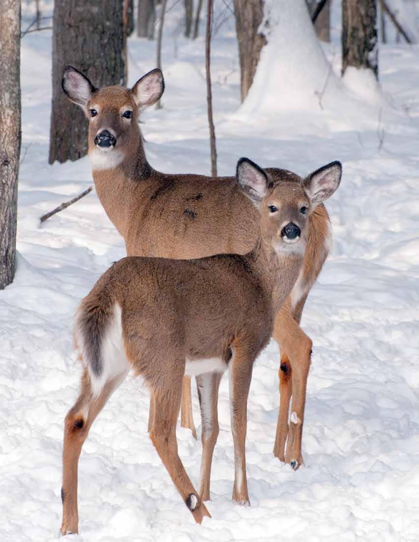 Wisconsin s Chronic Wasting Disease Response Plan: 2010 2025 The ultimate test of man s conscience is his willingness to sacrifice