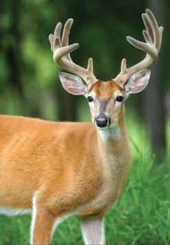15-Year CWD Response Goal Minimize the area of Wisconsin where CWD occurs and the number of infected deer in the state. This 15-year goal for managing CWD will drive the DNR s response approaches.