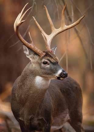 (d) Farmed cervid regulation. Wisconsin s wild and farm-raised deer and elk herds are both at risk from CWD.