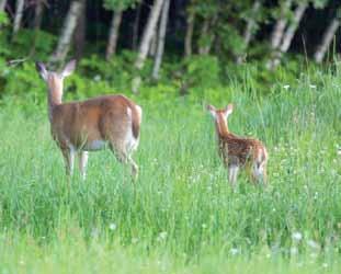 3. Control Distribution and Intensity of CWD Currently there are no therapeutic strategies available to control CWD in wild deer herds.