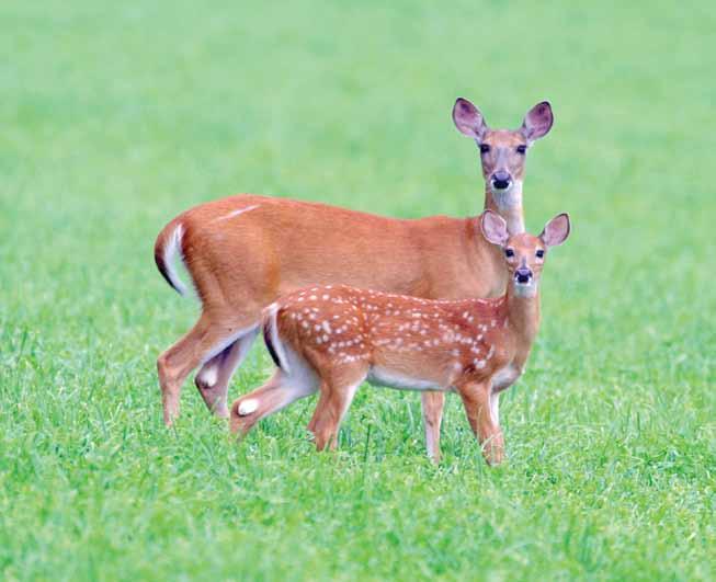 Summary The goal for the CWD response in Wisconsin over the next 15 years is to minimize the area of Wisconsin where CWD occurs and the number of infected deer in the state.