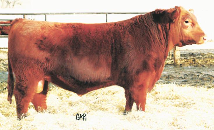 GOLDEN SUNSET RANCH Kyle, Sarah & Isabelle Martin VERMILION, AB. Kyle's Cell (780) 581-4418 Sarah's Cell (780) 853-3367 Welcome Everyone To The First Annual Allandale & Golden Sunset Bull Sale!