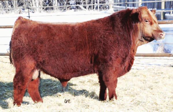 COPPRQUEEN 7168 RED MISS FORSTER CPRTOP 591 BCC BLACK CHERRY 66W -2.4 49 74 12 37 Supremo Guy 11C was purchased from Brandl Cattle Co. in 2016 and is out of the great Sequoia 202 herdsire.