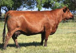 GNRA MISS CASH 3121 1629406 2/18/13 3121 GNRA A 100% AR 582 Griffin Red Angus Garth: 641-257-9097 18 PIE ATLANTIC 2204 RED COLE MISTER E 9J RED CORNER CREEK CASH 2R PIE BOTEET 899 RED NORTHLINE