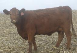 Griffin Red Angus Garth: 641-257-9097 GNRA MISS BLACKBERRY 259 1518630 3/23/12 259 GNRA 2 100% AR 90 110 684 104 22 GNRA BLACKBERRY 063 E&B LADY LEAD ON 537 RED COMPASS MULBERRY 449M RED DUS FAYETTE