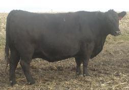 GNRA MISS BLACKBERRY 033 1392873 3/1/10 33 GNRA 2 100% AR 70 657 Griffin Red Angus Garth: 641-257-9097 25 RED COMPASS MULBERRY 449M RED DUS FAYETTE 8G RED HR RAMBO ET 91K RED BRYLOR MISS ROC 20H