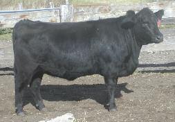 Griffin Red Angus Garth: 641-257-9097 GNRA MISS BLACKBERRY 437 1709064 3/1/14 437 GNRA 2 100% AR 70 486 38 SSS BLACK TREND 13B V D A R NEW TREND 315 RED BRYLOR NEW TREND 22 RED SSS MISS DYNAMO 3W
