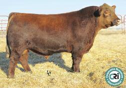 Griffin Red Angus Garth: 641-257-9097 GNRA MISS BLACKBERRY 493 1709078 4/16/14 493 GNRA 2 100% AR 78 95 631 95 42 GNRA BLACKBERRY 063 E&B LADY LEAD ON 537 RED BRYLOR NEW TREND 22 GNRA MISS NEW TREND