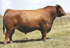 Griffin Red Angus Garth: 641-257-9097 Red Fine Line Mulberry 26P Sire of 47 Embryos EMBRYO PACKAGE Brylor Cherok 22L Dam of 47 Embryos 47 Master RED COMPASS MULBERRY 449M RED HR RAMBO ET 91K RED