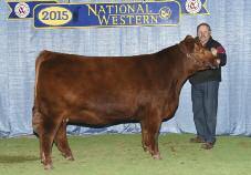 48 Master Red SSS Arson 85U Sire of 48 Embryos EMBRYO PACKAGE RED SSS ARSENAL 271S 5L NORSEMAN KING 2291 RED SSS ARSON 85U SSS DYLAN S VALENTINE RED SSS SCAARA 951L SSS TRAVELER 362J RED SSS SCAARA