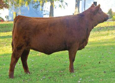 Pladsen Red Angus Steve, Michele, Chase and Luke: 563-380-2773 CSPF Candy 03C 49 CSPF CANDY 03C 1735883 2/1/15 03C CSPF A 100% AN 77 100 826 100 49 at the 2015 NAJRE 49 Open Heifer RED SSS ARSENAL