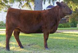Classic Sale. This is an opportunity for all Red Angus breeders to purchase some of the elite genetics of the breed.