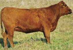 Loosli is in the top 20% of the breed in builder. You have a ton of options on how you would want to use this heifer.