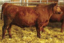 14 3 18 0.78 0.02 25 0.22 0.01 1% 3% 6% 6% 11% 16% 21% 49% 3% 84% 1% 5% 53% 33% 26% 71% This heifer has a pedigree that rings all the bells and a set of numbers to go with it.