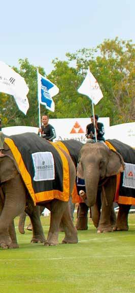 POLO Elephants are very talented in polo. Visitors of the King s Cup Elephant Polo tournament in Bangkok will be able to see for themselves since many years.