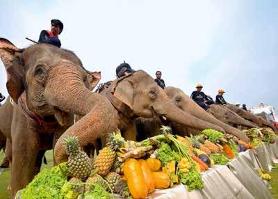 vets to assist elephants throughout Thailand, Indonesia, Myanmar, Cambodia and Laos; developing scientific positive reinforcement training techniques for elephants; reducing human elephant conflict
