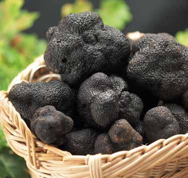 attractive source of income. But before we get to this impressive project, we can t help but ask, how Volker Miros had the seemingly crazy idea to cultivate truffles in the Cape.