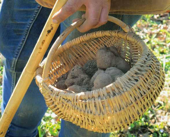 In addition to the truffle trees, Woodford Truffles SA guarantees comprehensive advice and support during every 30 years of truffle cultivation.