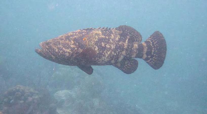 Goliath Grouper Assessment Summary Data gaps prevent the use of standard assessment methods Relative assessments require more assumptions Available indices of abundance follow similar