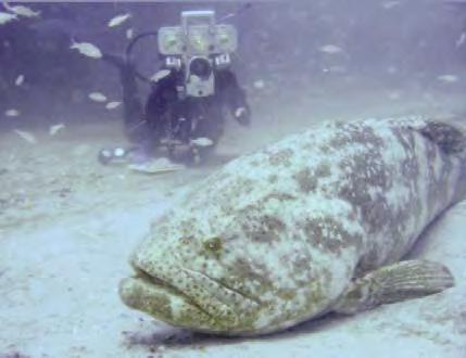 Stakeholder Perspectives Management philosophies for goliath grouper are highly divergent Preserve for ecotourism Role in the