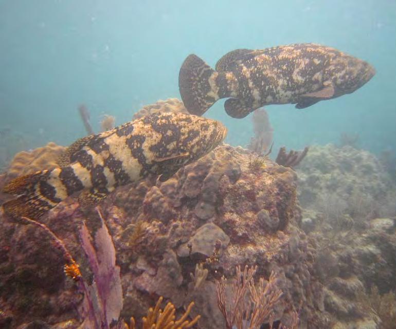 Background Decline caused by a number of factors Popular fishing target Long-lived Declining juvenile habitats Concentrations of goliath grouper occur in places where