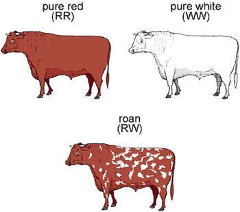 If the trait for coat color in cows is codominant, what color would offspring cows be if
