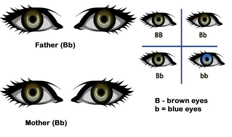 Can a mother and father with brown eyes have a child with blue eyes? Yes!