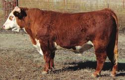 He has a very balanced set of EPD s and has Herd Bull written all over him. Seller retains 1/2 semen interest and 1/3 possession for in-herd use only. B&C CATTLE CO.