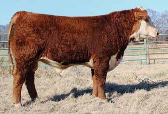 His mother stems back to STAR OBF Bogart 51 from the renowned Star Lake Ranch and the great breeding of Victor 1236 out of the CMR Grandview herd. Consigned by Martin Polled Herefords, Dyer, Tenn.