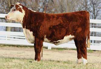 This bull already won his class at the Tennessee State Fair and reserve grand champion at the Du Quion State Fair in Illinois.