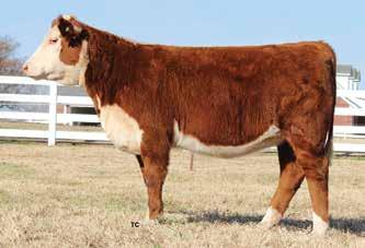 His sire is a LCC Back N Time son that has sired a Tennessee Agribition reserve champion steer and other class winning heifers for us.