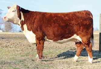 NORDINE 296X P43356842 CMR 6090 VICTORIA 1135 BOYD VICTOR F243 6090 CMR MARGIE 0445 6.2 47 78 19 42 0.011 0.21-0.06 Granddaughter of national champion bull Shock & Awe.