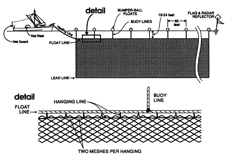 Design of typical California large mesh drift gill net. Generalized illustration of pelagic longline gear.