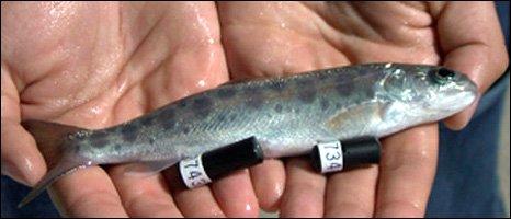 Welch et al. s claim that the survival of their acoustic tagged fish is the same as PIT tagged fish is inconsistent with other studies.