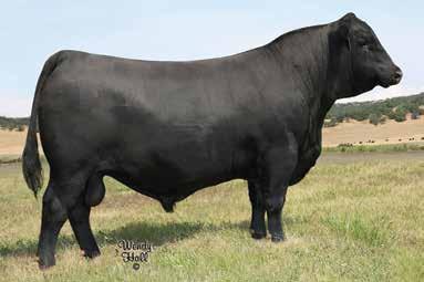 Tex Playbook 5437 / The popular Deer Valley and Select Sires roster member and sire of Lot 17A.