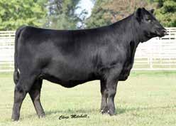 74 $W 83.45 $F 90.58 $G 48.52 $B 167.21 A special highlight from the Rita family, four embryos from the secondgeneration high Marb.